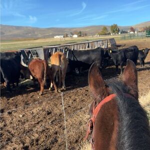 Meet your Posher, Ava